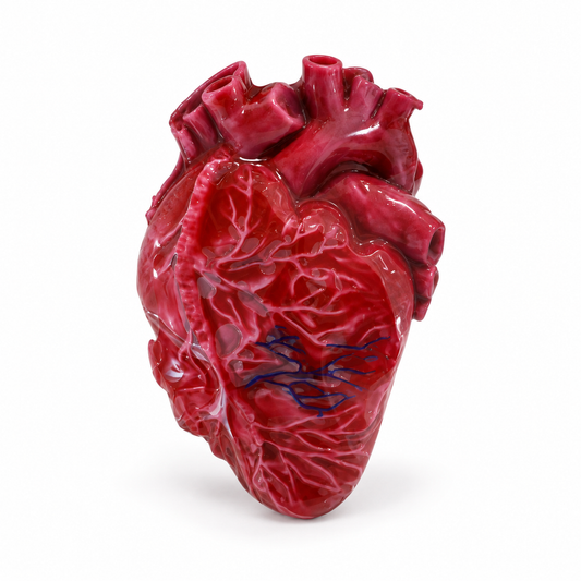 Heart XL-Realistic Silicone Heart Squishy